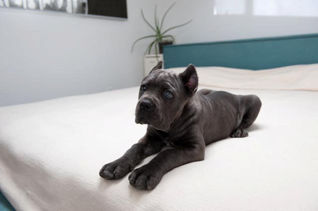 cane corso for first time owners