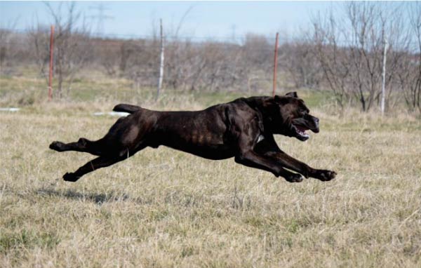 cane corso poodle mix