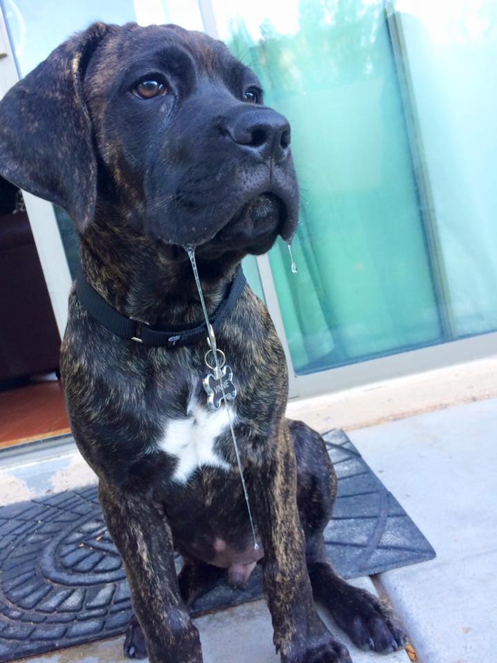 cane corso lab mix brindle