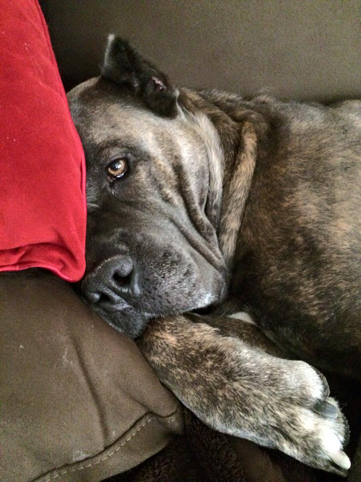 cane corso with cats