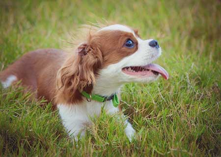 The Charming King Charles Spaniel – American Club