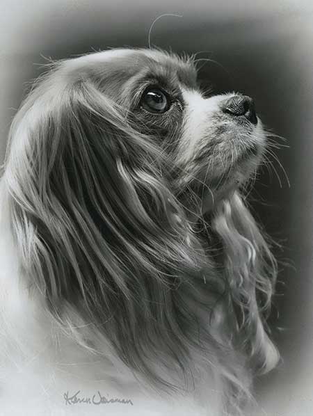 Cavalier King Charles 3