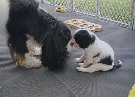 7 Things To Know About Cavalier King Charles Spaniels – American Kennel Club