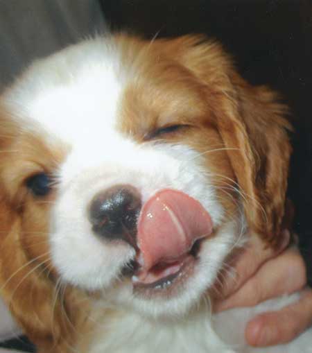 Cavalier King Charles 6