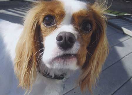 brittany spaniel cavalier king charles mix