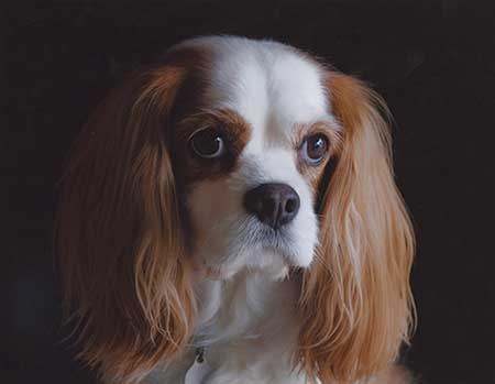 Cavalier King Charles 8