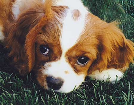 Cavalier King Charles 9