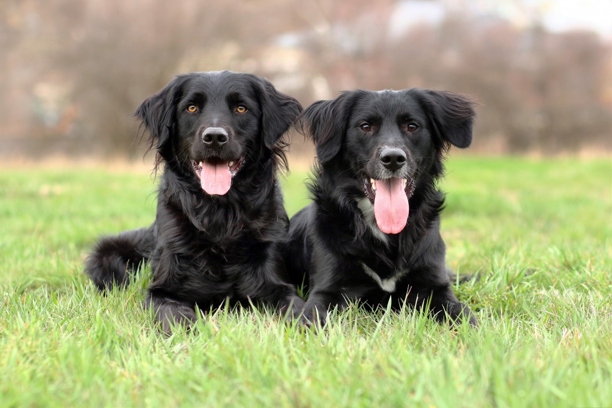 coltriever puppies for sale near me