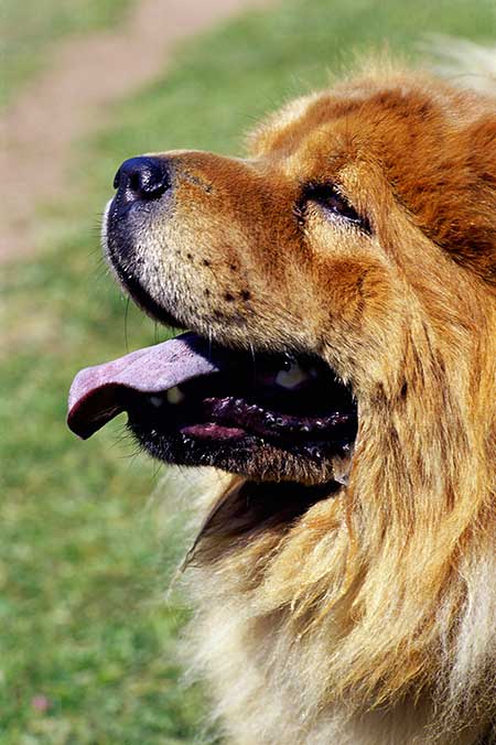 can a american bulldog and a chow chow be friends