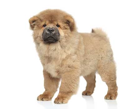 Akc shop chow chow