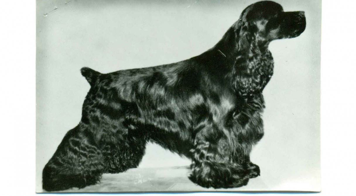 Cocker Spaniel History & Training/Temperament American Kennel Club