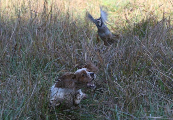 field trail cocker spaniel