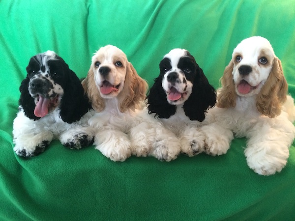 Cocker Spaniel Color Chart