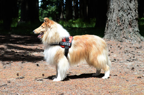 What Kind of Dog Is Lassie? The True Story