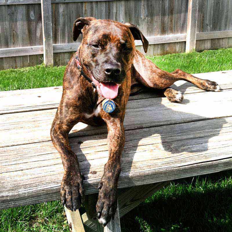 Breed - American Pitbull Terrier Association