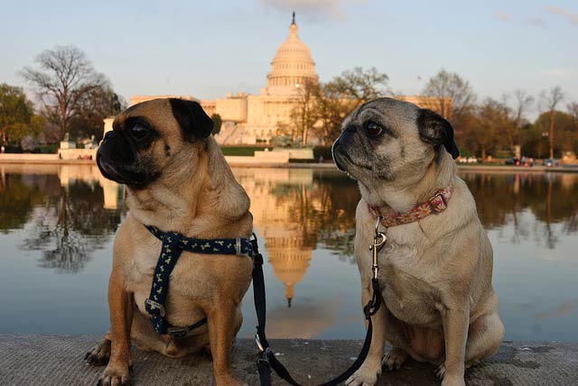 are dogs allowed at the national mall