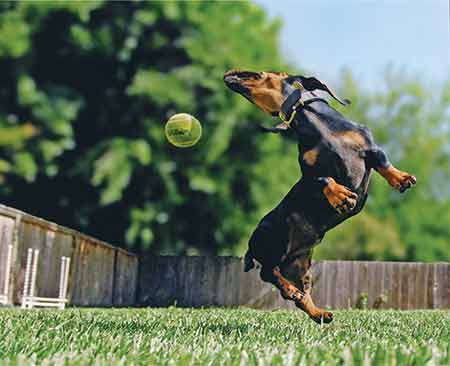 Dauchshund jumping with ball