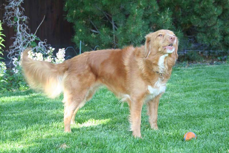 border collie toller mix