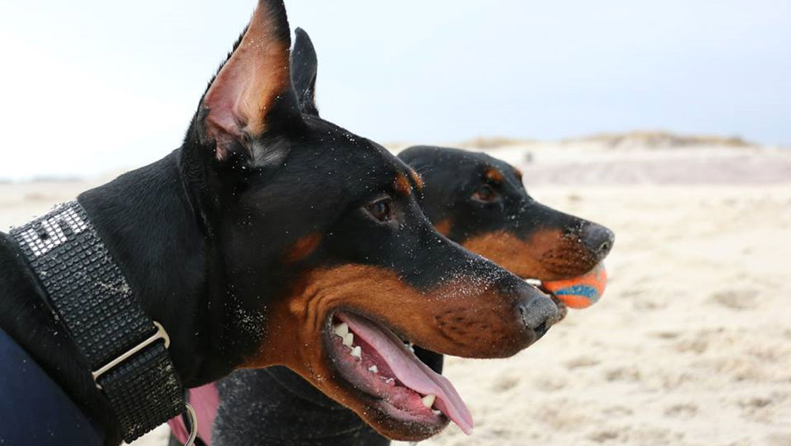 what does having a doberman say about you?
