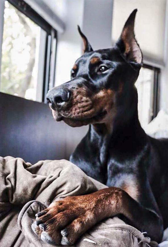 Gentle doberman store