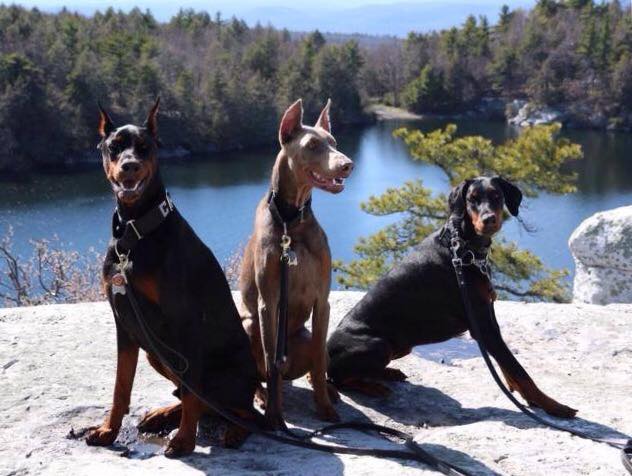 are doberman pinschers mean