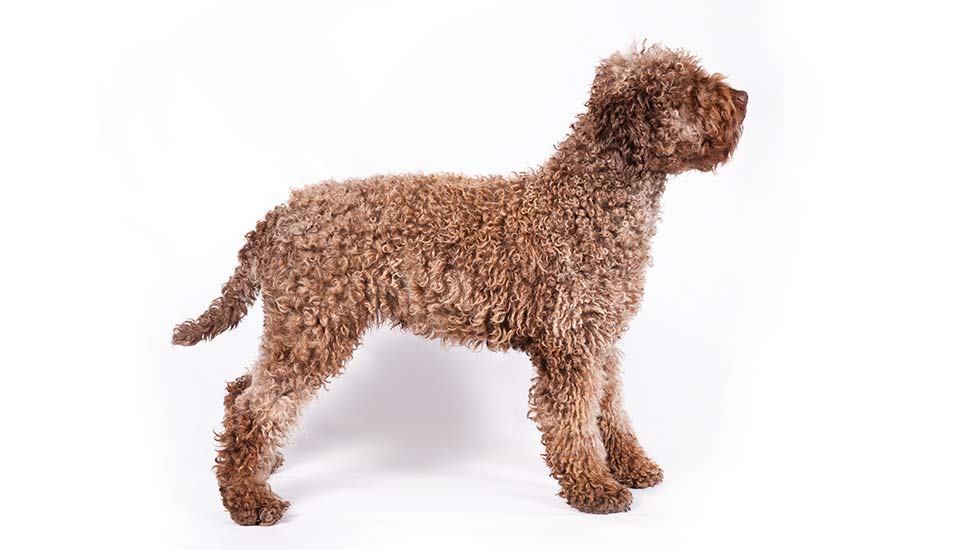 Dog Lovers And Truffle Hunters Really Dig The Lagotto Romagnolo American Kennel Club