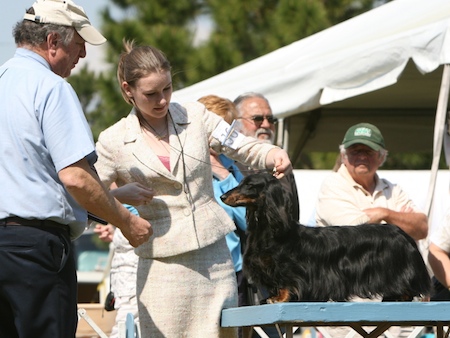 what are dogs judged on in dog shows