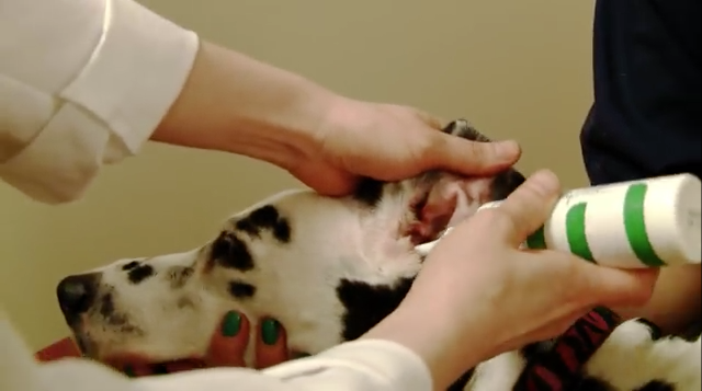 dog ear infection treatment