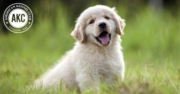 Probiotics For Dogs: What Are They & How They Can Help