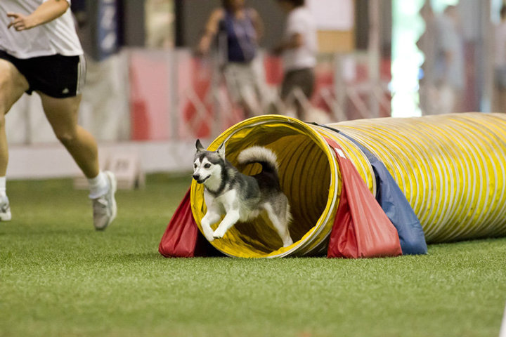 Alaskan Klee Kai Standard