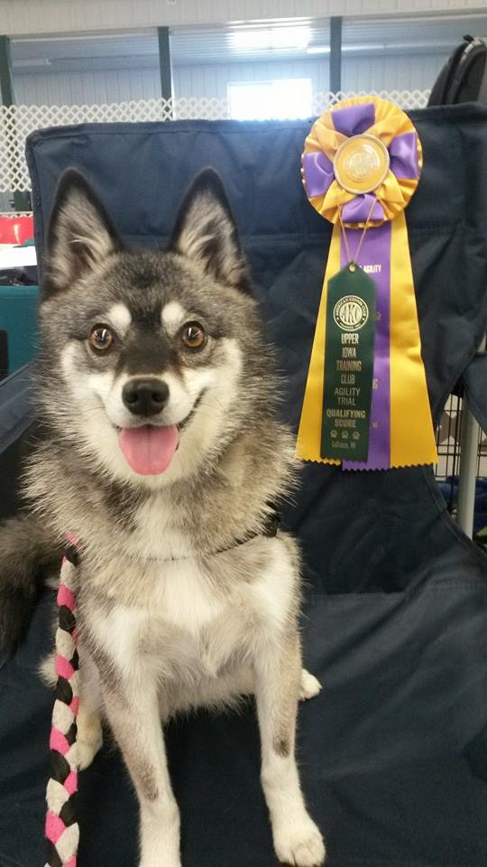 Alaskan Klee Kai Dog Breed - Dog World