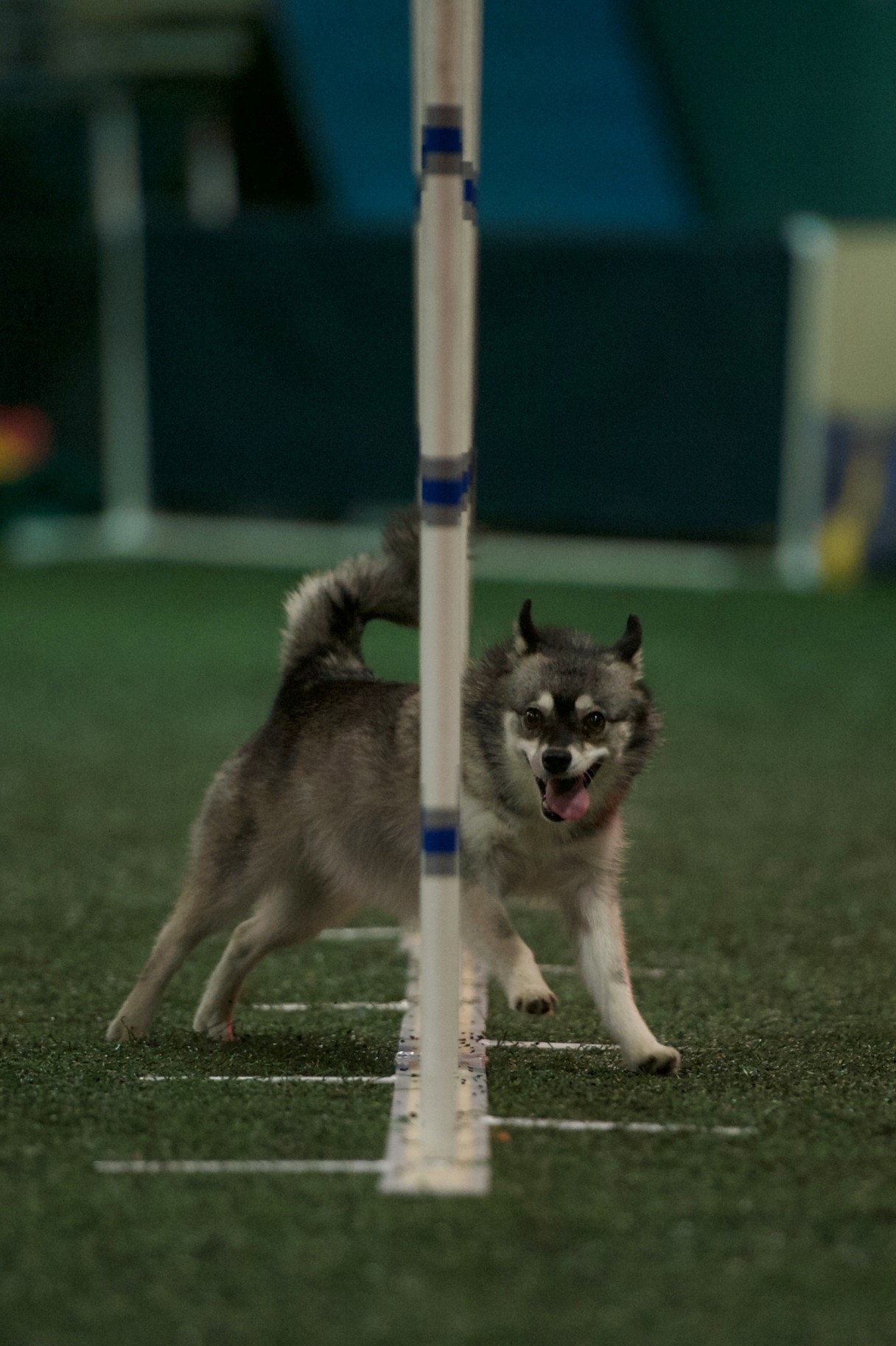 Tiny clearance husky breed