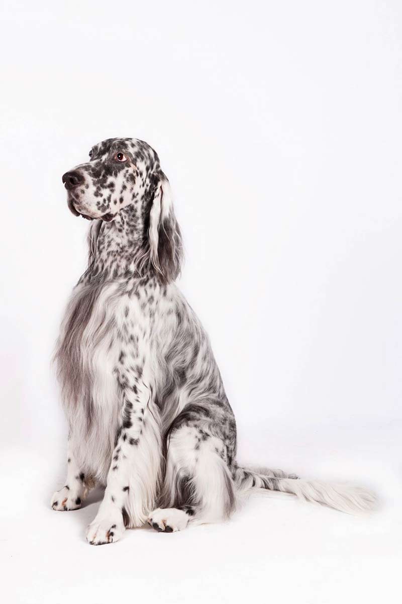 English Setter body image