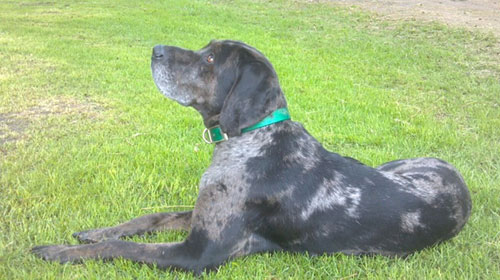 American Leopard Hound History & Training/Temperament - American Kennel