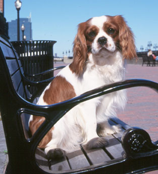 Cavalier King Charles Spaniel History & Training/Temperament - American