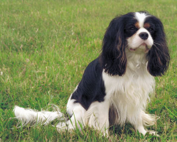 Cavalier King Charles Spaniel History & Training/Temperament - American