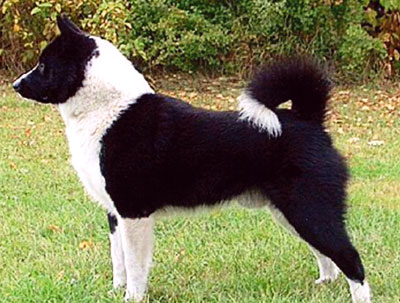 Karelian Bear Dog History & Training Temperament - American Kennel Club