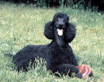 Poodle History &amp; Training/Temperament - American Kennel Club
