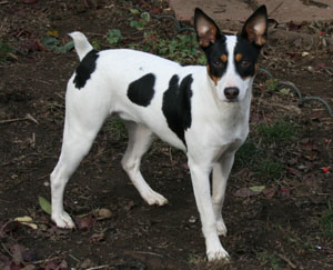 Rat Terrier History & Training Temperament - American Kennel Club