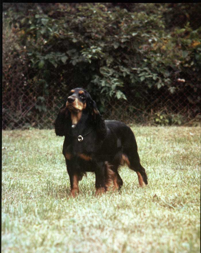 Field Spaniel History & Training/Temperament American Kennel Club