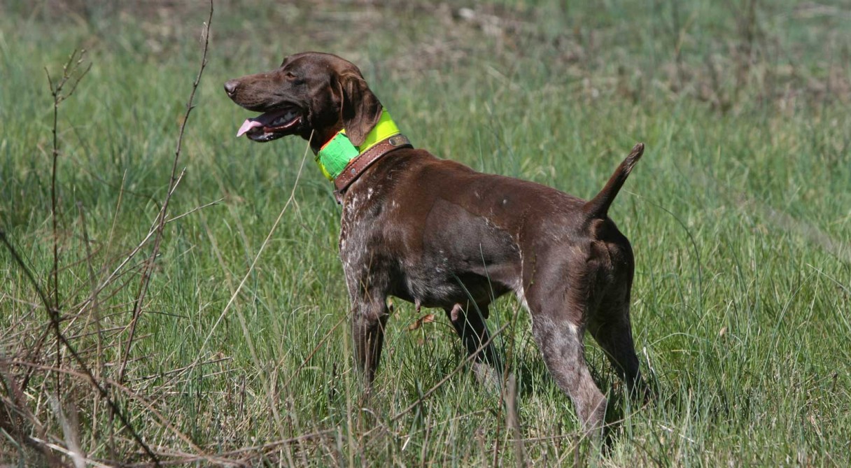 akc beagle field trial points