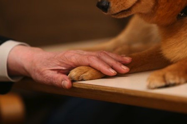 Finnish Spitz Ivy 