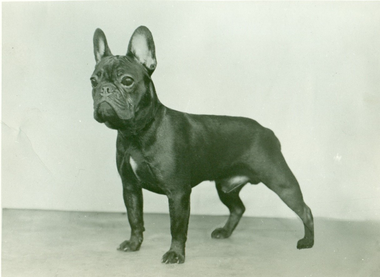 french-bulldog-history-training-temperament-american-kennel-club