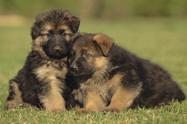 10 Things ONLY German Shepherd Dog Owners Will Understand