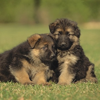 German Shepard puppies