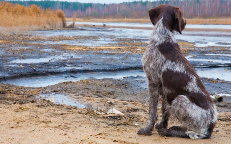 German Wirehaired Pointer mountain view