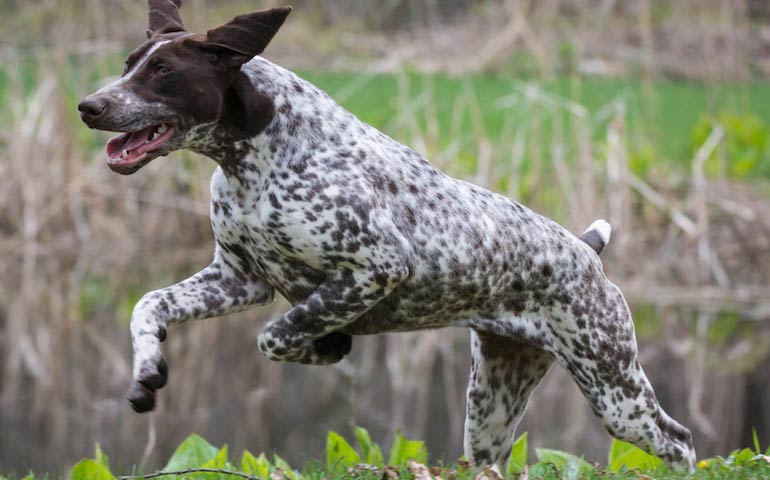 german wirehaired pointer pointing