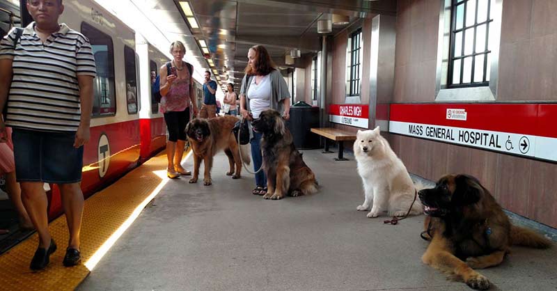 Giant Dogs in Boston 1