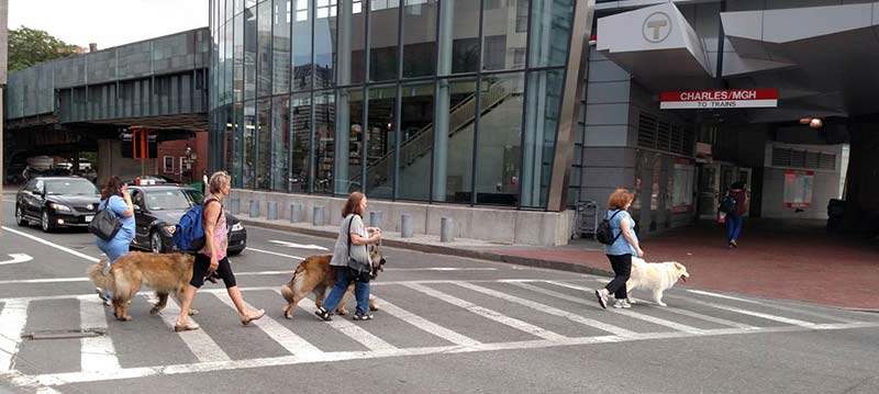 Giant Dogs in Boston 4