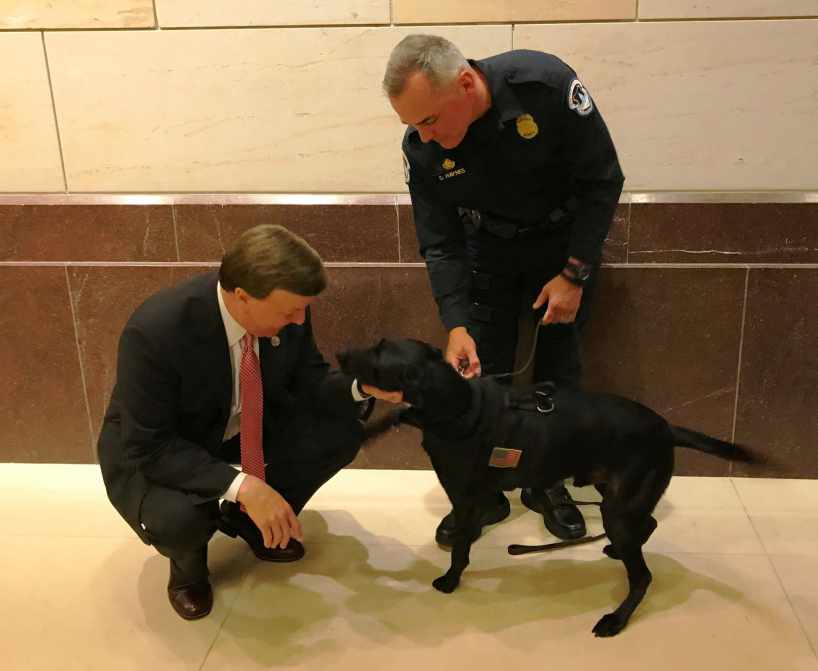 Capitol Hill Canine